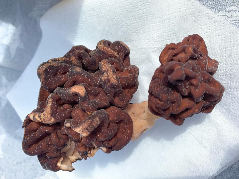 High angle view mushroom table 1048944 21055312