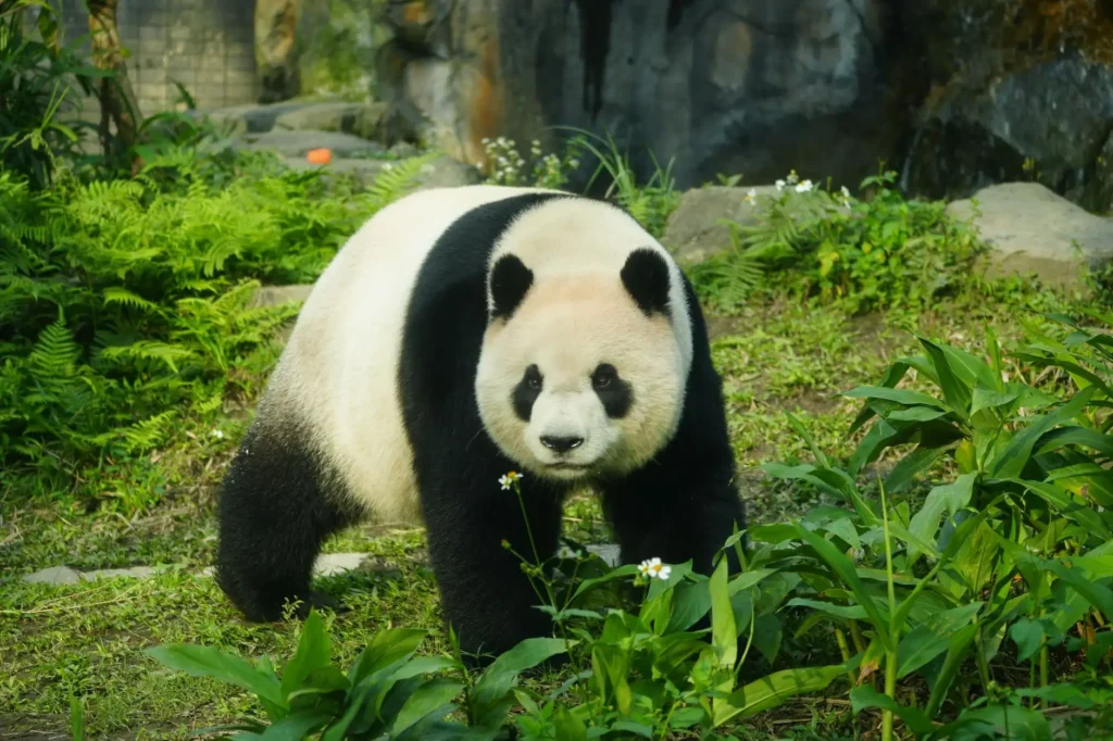 河南動物園徵黑熊扮演員年薪10萬人民幣引熱議
