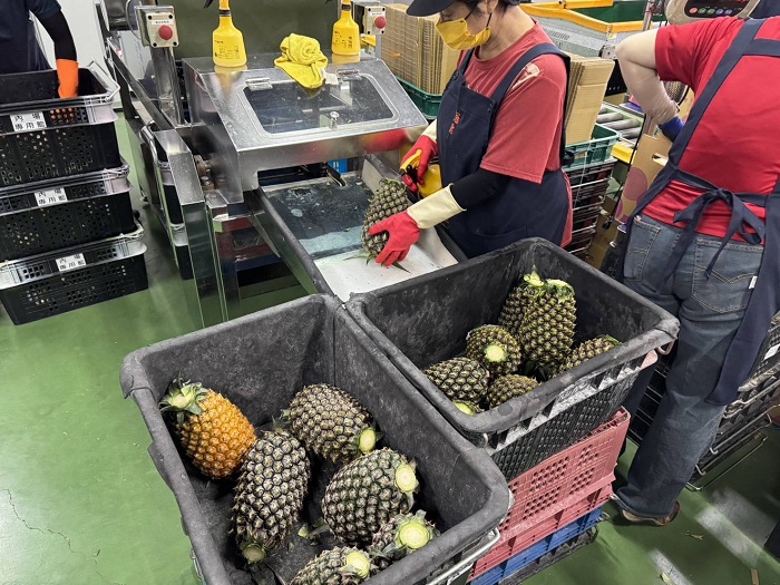 臺灣金鑽鳳梨在日本市場已深受當地消費者青睞。(北農資料照)