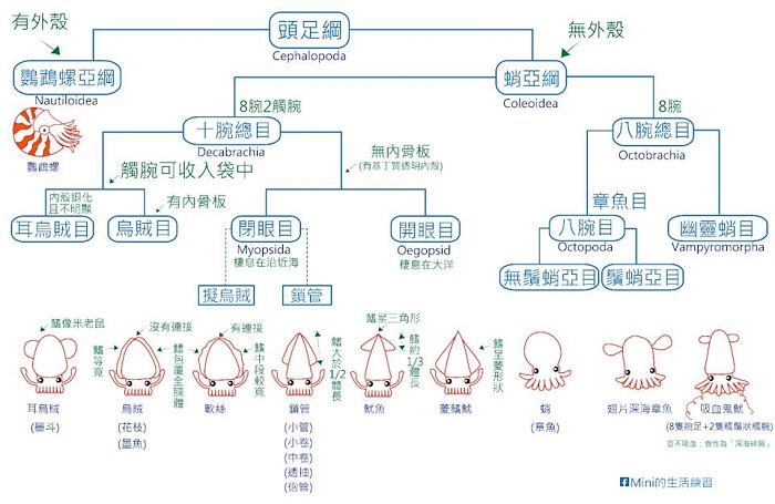 花枝、軟絲、透抽、魷魚及章魚等頭足類生物,除在生長環境與結構有所不同,更具有隨情緒改變體色、使用腕足運動與攝食等特性(Mini的生活練習提供)