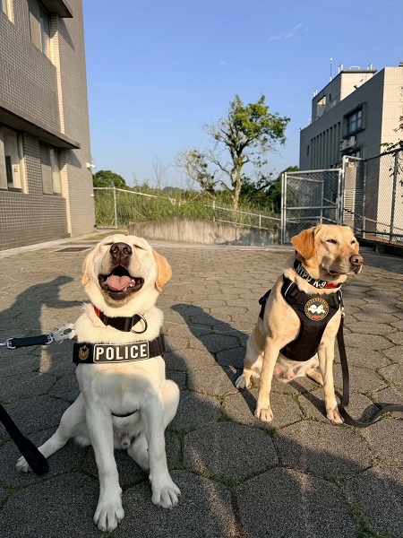 犬隻不只是人類最好的朋友,也是第一線警消人員的重要工作夥伴。(圖/內政部提供)